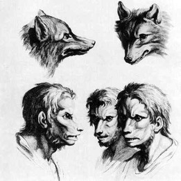 how to draw a werewolf from twilight